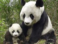 为什么大熊猫非常稀少？
