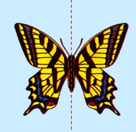 轴对称-蝴蝶