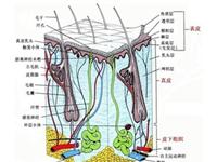 皮肤有什么作用